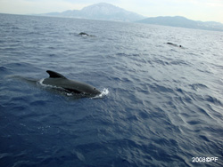 Dolphins swimming alongside the boat