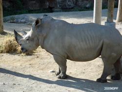 Rhinocerus
