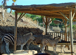 The Zebra is an animal with stripes...