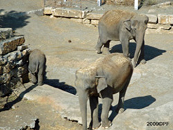 Elephant Walk