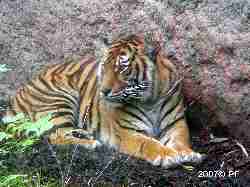 Tiger digesting his lunch